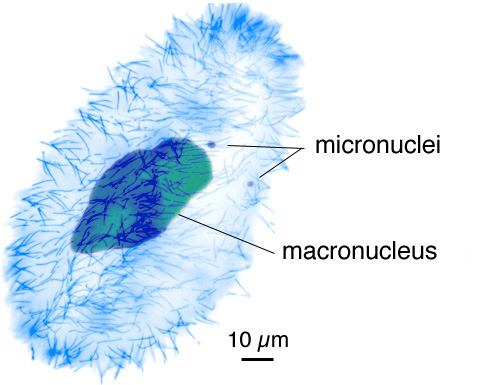 Macronucleus